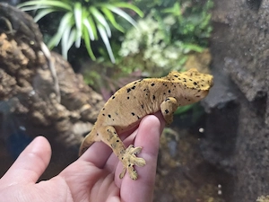 0.1 Red superdalmatian 