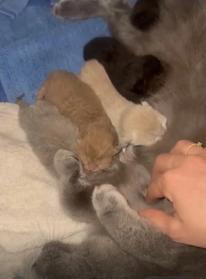 DECKKATER PROFI BKH Red Point trägt Chocolate und Verdünnung Stammbaum Blaue Augen