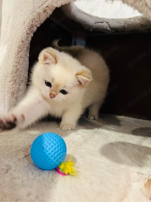 BKH Kitten Kater seal-golden-shaded-point in Weiß