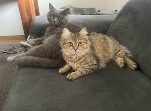 lieber kater und katze abzugeben