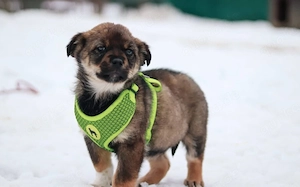 Süßer Hundebub Ernö