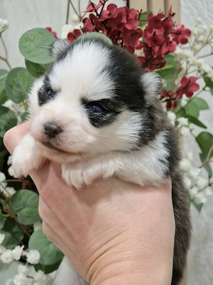 Pomsky F2 Micro & Toy Puppengesicht Bärchentyp Wollycoat 