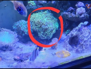 verschiedene korallen 