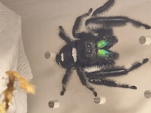 Phidippus regius "Nord Florida" 