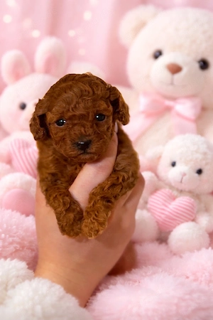 Toypudel Welpe weiblich red