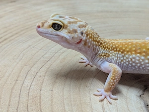 Leopardgecko Wy Red Stripe 