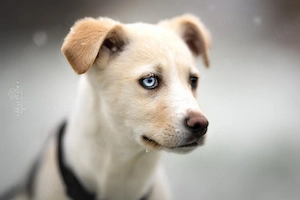 Ulf - Husky Mischling