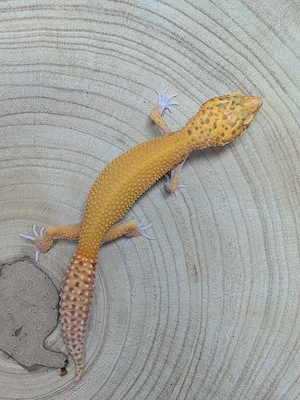 Leopardgecko Weibchen Sunfire Radar 