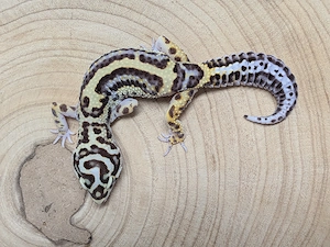 Leopardgecko Weibchen Bold Bandit