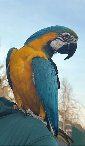 Gelbbrustara volle Handaufzucht
