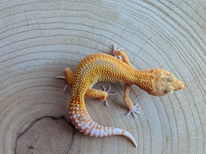 Leopardgecko Weibchen Stonewash 