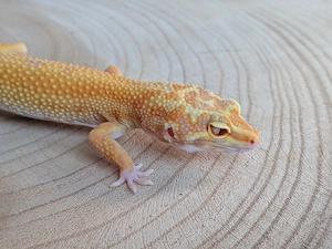 Leopardgecko Weibchen Stonewash 