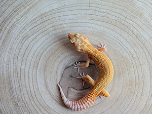 Leopardgecko Weibchen Stonewash 