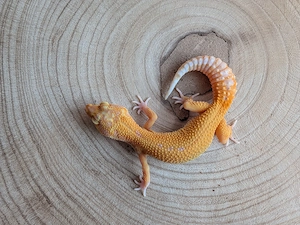 Leopardgecko Weibchen Stonewash 
