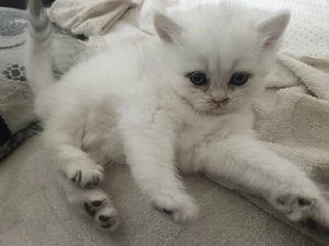 Kätzchen in gute hände abzugeben