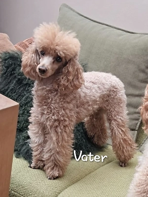 Zwergpudel Toypudel Welpen abzugeben 