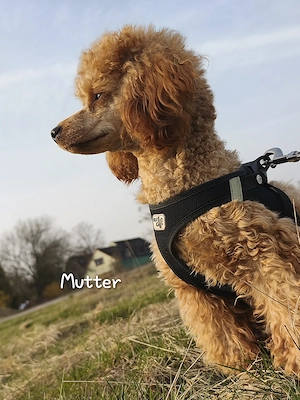 Zwergpudel Toypudel Welpen abzugeben 
