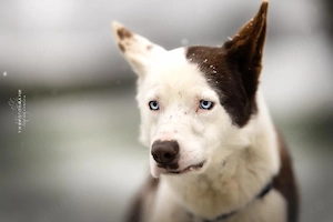 Odin - Husky der leisen Töne