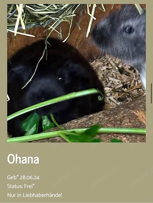 Meerschweinchen Ohana