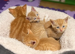 4 süße rote EKH Kitten abzugeben 