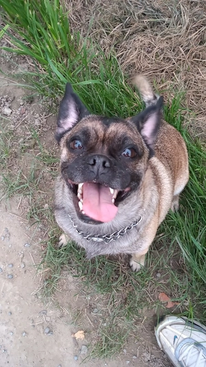 Frobs Mischlingshündin