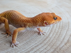 Leopardgecko Weibchen Blood Mandarin 