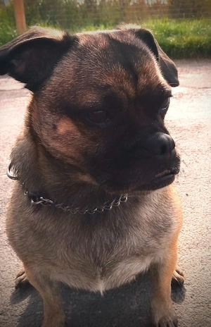 Frobs Mischlingshündin Bild 5