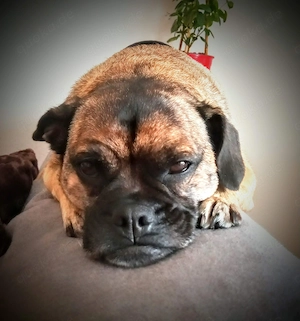 Frobs Mischlingshündin Bild 8