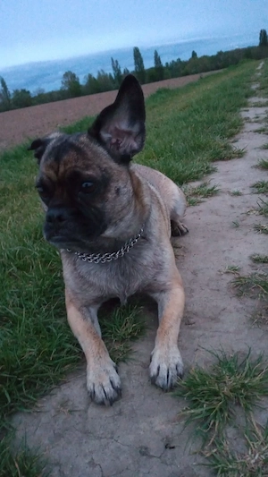 Frobs Mischlingshündin Bild 4