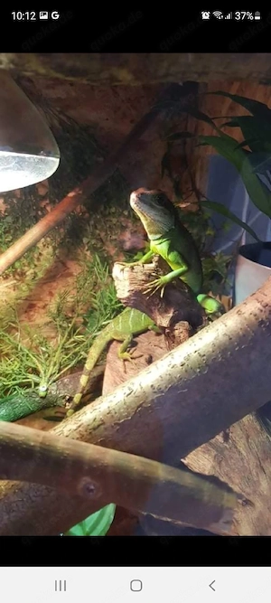 Nehme Wasseragamen, Stirnlampenbasilisten,madagascar taggeckos, tokkes, Bartagamen und Agamen auf 