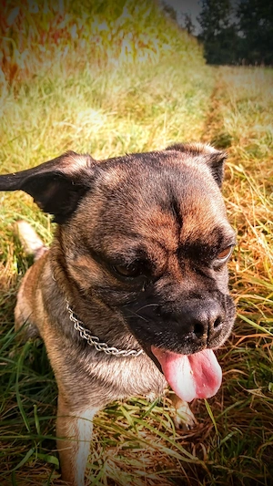 Frobs Mischlingshündin Bild 6