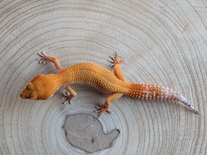 Leopardgecko Weibchen Blood Mandarin 