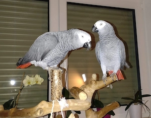 Suche Dauerpflegestelle für 2 Papageien Graupapagei