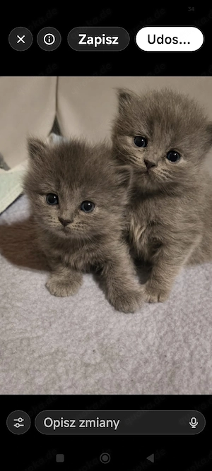 BKH  BLH Kitten suchen ein liebevolles Zuhause 