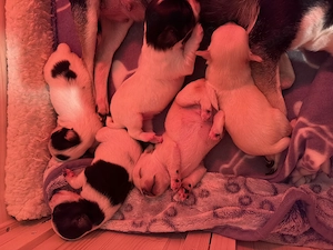 Chihuahua Welpen 5 Stück