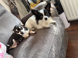 Chihuahua Welpen 2 Stück