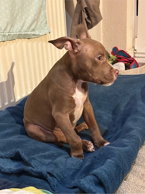 American Pocket Bully Rüde 