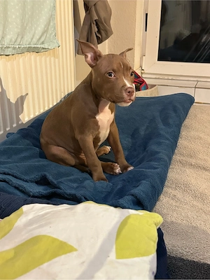 American Pocket Bully Rüde 