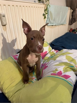 American Pocket Bully Rüde 