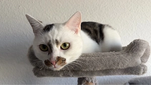 Zwei Liebe Kater zuverkaufen 