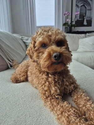 Erfahrener Maltipoo Deckrüde