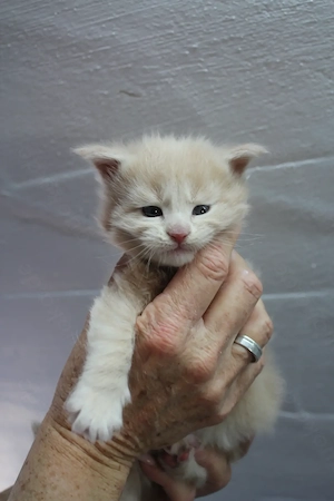 Maine Coon Kitten mit Stammbaum