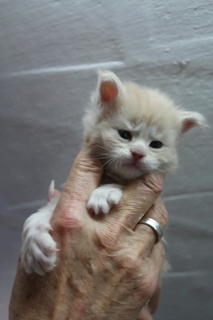 Maine Coon Kitten mit Stammbaum