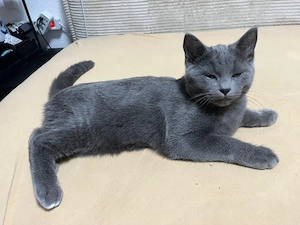 Birma Maine Coon Mix Kater sucht liebevolles Zuhause 