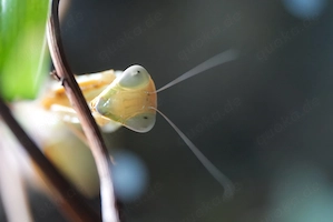 Hierodula venosa, Gottesanbeterin, Nymphen Bild 4
