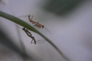 Hierodula venosa, Gottesanbeterin, Nymphen