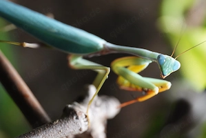 Hierodula venosa, Gottesanbeterin, Nymphen Bild 3