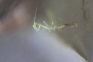 Hierodula venosa, Gottesanbeterin, Nymphen Bild 2