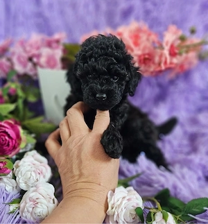 lezter !!! Mini Rüde toy pudel welpe !!!