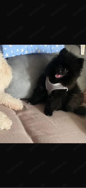 pomeranian welpe 